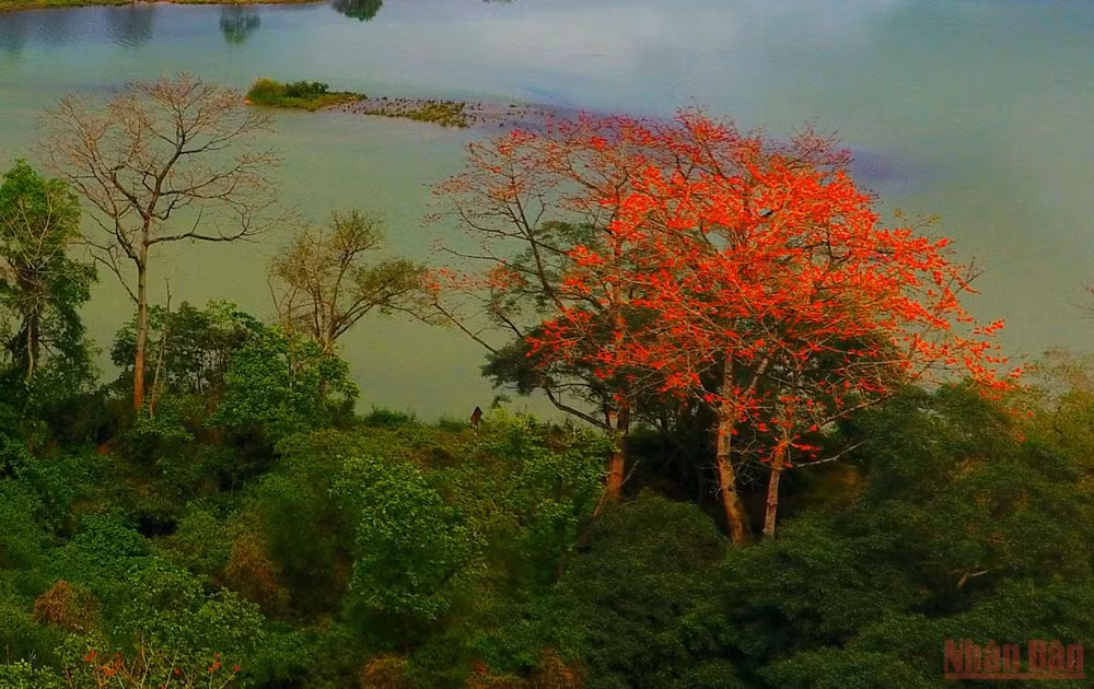 Rực đỏ mùa hoa gạo bên sông Lam -0