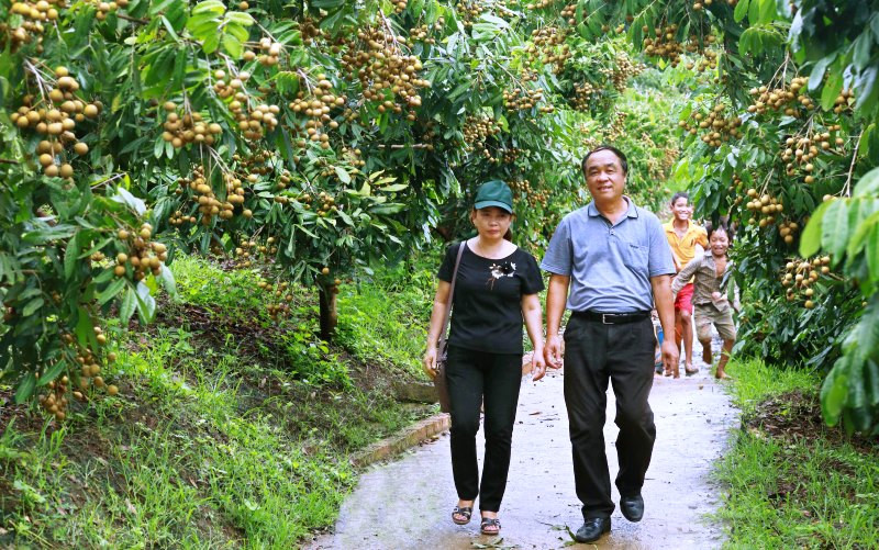 Ngày hội nhãn Sông Mã được tổ chức quy mô, thu hút sự quan tâm của mọi người. Sơn La chủ động thúc đẩy tiêu thụ nhãn -0