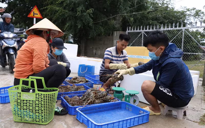 Tôm hùm ở Phú Yên chết hàng loạt, người nuôi thiệt hại lớn