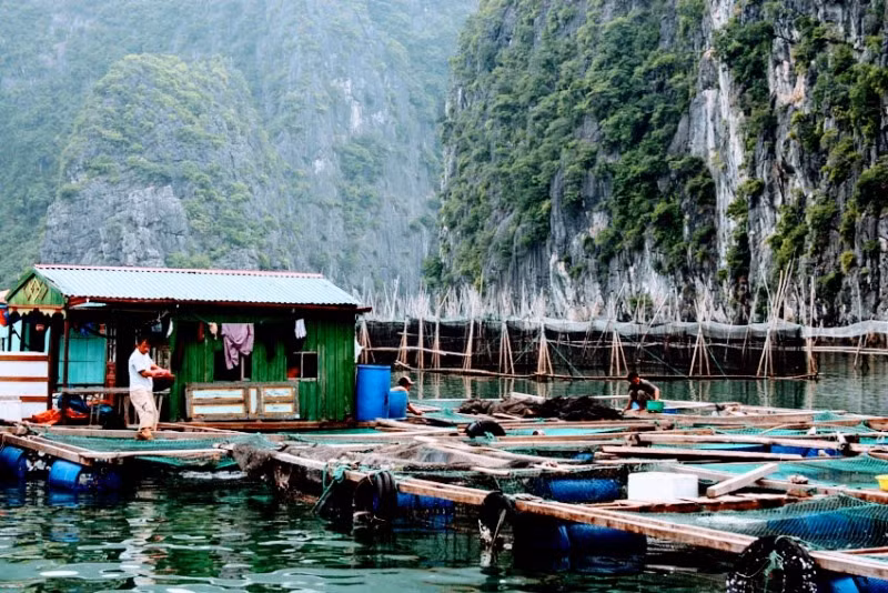 Các bè nuôi thủy sản trên vịnh thuộc quần đảo Cát Bà.