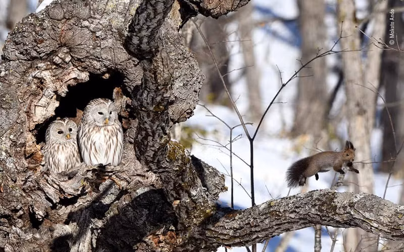 Ấn tượng ảnh thế giới hoang dã năm 2020 -0