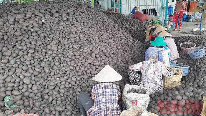 Khoai lang Vĩnh Long mỗi ngày tiêu thụ hàng chục tấn. Ảnh: BÁ DŨNG. Vĩnh Long thông thoáng nông sản, thực phẩm dồi dào -0