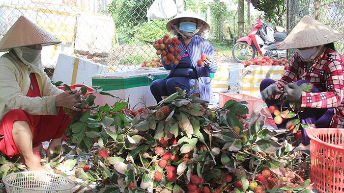 Nông sản Vĩnh Long được lưu thông khá thuận lợi. Ảnh: BÁ DŨNG. Vĩnh Long thông thoáng nông sản, thực phẩm dồi dào -0