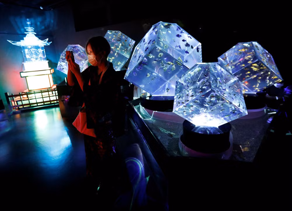 Huyền bí sắc màu Art Aquarium ở thủ đô Tokyo -2