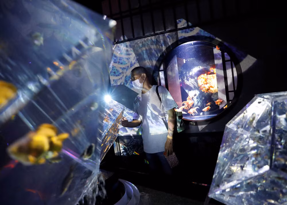 Huyền bí sắc màu Art Aquarium ở thủ đô Tokyo -1