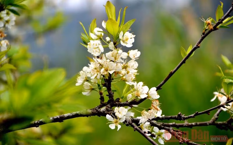 Mùa hoa mận trên cao nguyên trắng Bắc Hà -6