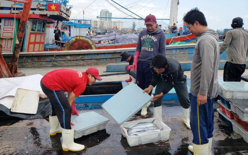Ngư dân bốc dỡ cá tại cảng.