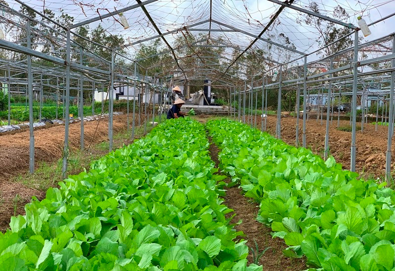 Một số hộ tại HTX rau an toàn Túy Loan đã có rau thu hoạch. Nông dân Đà Nẵng nhanh chóng khôi phục sản xuất -0