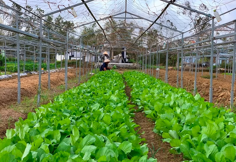 Nông dân Đà Nẵng nhanh chóng khôi phục sản xuất -0