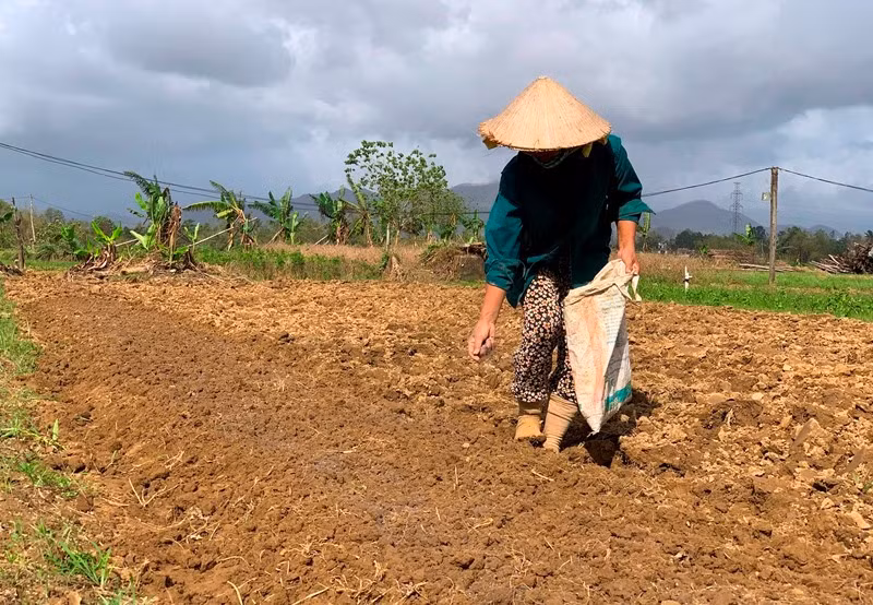 Bón phân cho vụ rau mới.