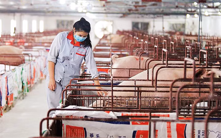 Chăm sóc đàn lợn giống tại HTX chăn nuôi dịch vụ tổng hợp Hòa Mỹ (huyện Ứng Hòa, Hà Nội). Ảnh: NHẬT NAM