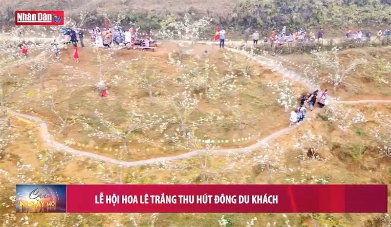 Lễ hội hoa lê trắng thu hút đông du khách