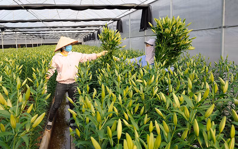 Chủ động đầu ra cho hoa, cây cảnh Tết -0