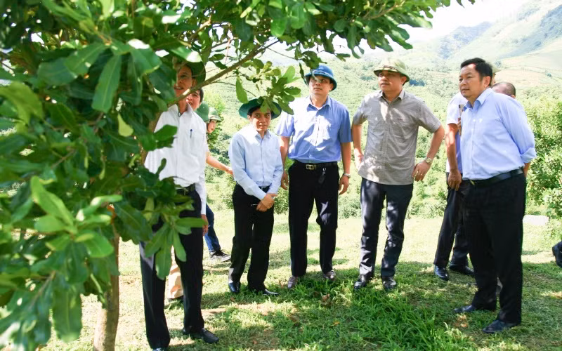 Lãnh đạo UBND tỉnh Điện Biên kiểm tra các dự án mắc-ca tại huyện Tuần Giáo.