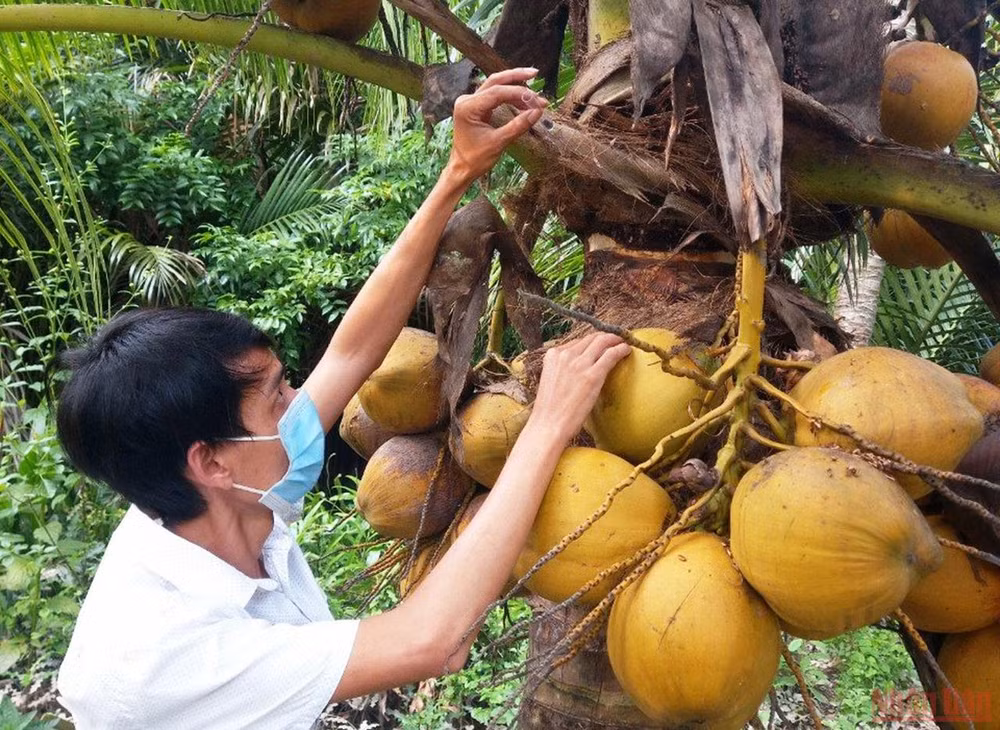Bến Tre tập trung phòng trừ sâu đầu đen gây hại dừa -0