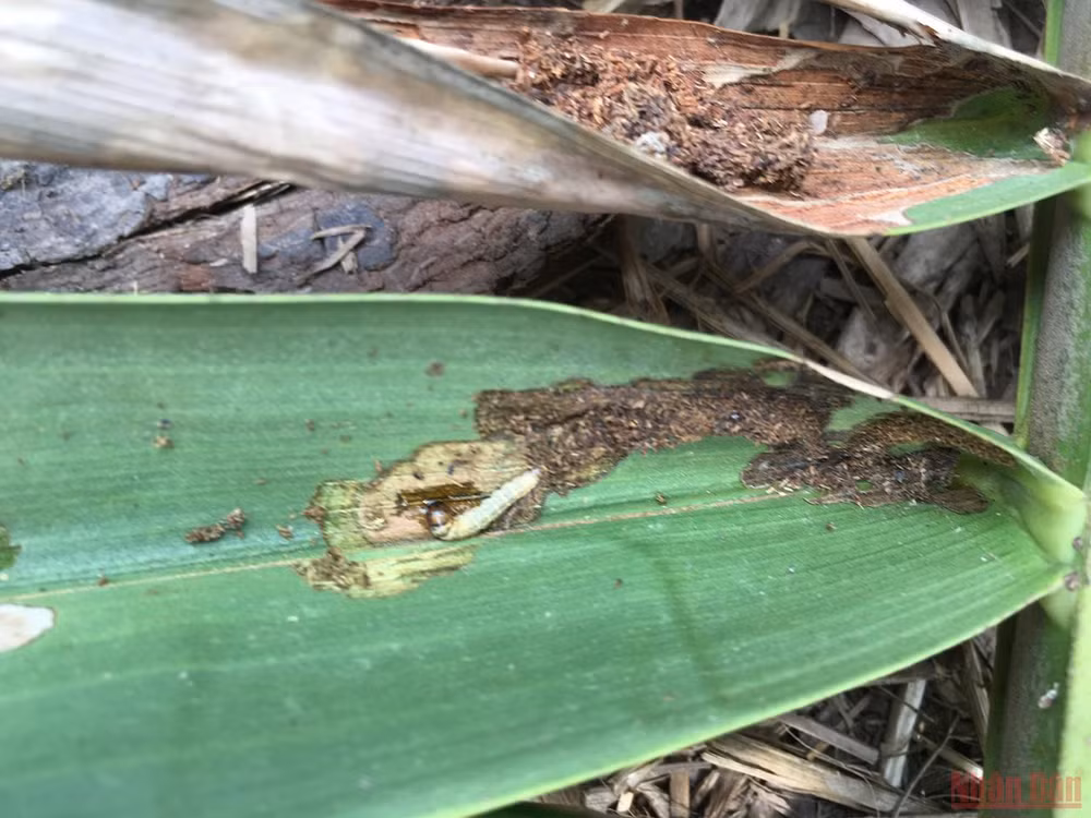 Bến Tre tập trung phòng trừ sâu đầu đen gây hại dừa -0