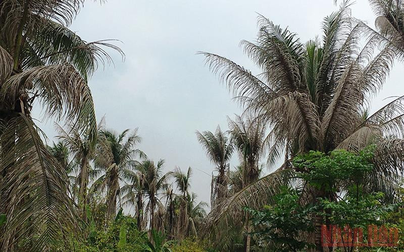 Sâu đầu đen ăn lá gây hại trên vườn dừa.