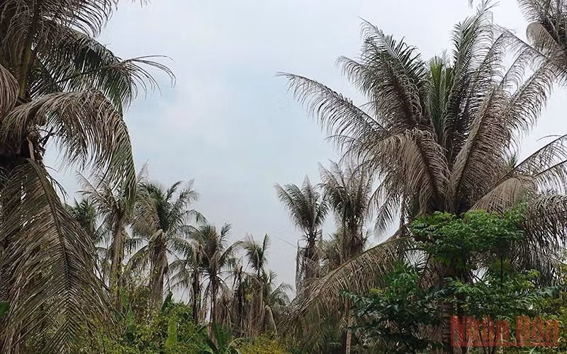 Sâu đầu đen ăn lá gây hại trên vườn dừa.