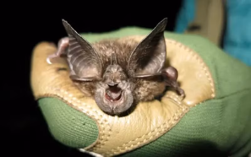 Cá thể dơi móng ngựa Hill’s được tìm thấy trong một hang động ở vườn quốc gia Nyungwe, Rwanda. (Ảnh: Jon Flanders/EPA)
