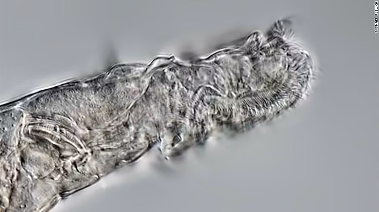 Sinh vật trùng bánh xe đã sống suốt 24.000 năm trong lớp băng vĩnh cửu Bắc Cực. Ảnh: CNN.