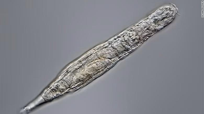 Hồi sinh loài vật bị đóng băng 24.000 năm ở Siberia -0