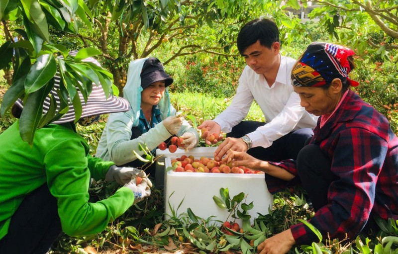 Nông dân Lục Ngạn (Bắc Giang thu hoạch vải thiều. Ảnh: Báo Bắc Giang.