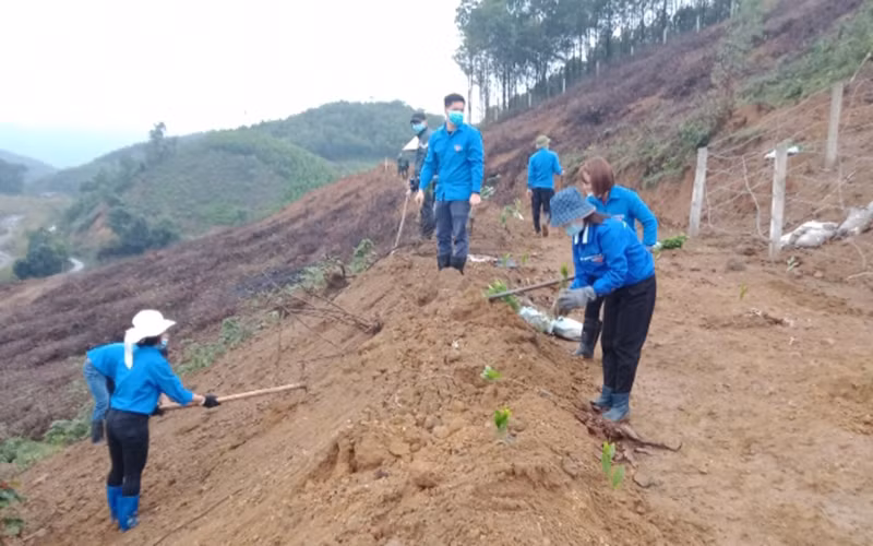 Trồng rừng phủ vành đai mỏ than Phấn Mễ.
