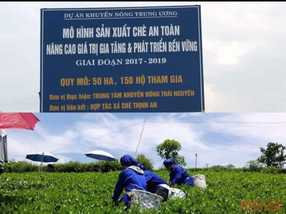 Mô hình vùng nguyên liệu chè an toàn của Sông Cầu là dự án khuyến nông quốc gia. Bài 3: Hồi sinh một vùng chè huyền thoại -0