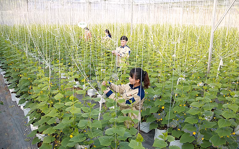 Mô hình nông nghiệp công nghệ cao của người dân phường Trường An, TP Vĩnh Long (tỉnh Vĩnh Long) cho năng suất cây trồng cao.