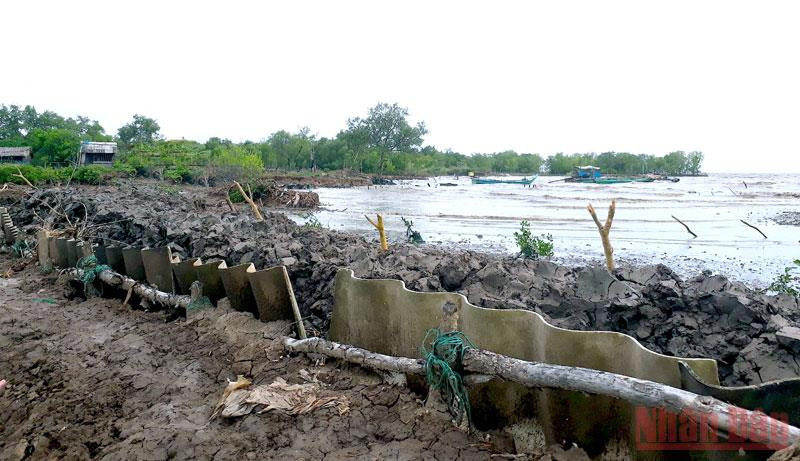Hộ dân ven biển huyện Ngọc Hiển (tỉnh Cà Mau) chủ động gia cố bờ bao vuông tôm phòng triều cường khi bão đến. Cà Mau kêu gọi tàu thuyền vào nơi tránh, trú bão an toàn -0