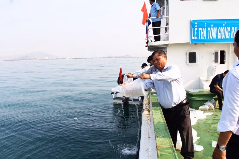 Cán bộ Sở Nông nghiệp và Phát triển nông thôn thả tôm sú giống xuống biển.