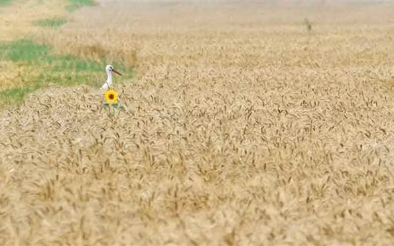 Ảnh minh họa. (AFP/TTXVN)