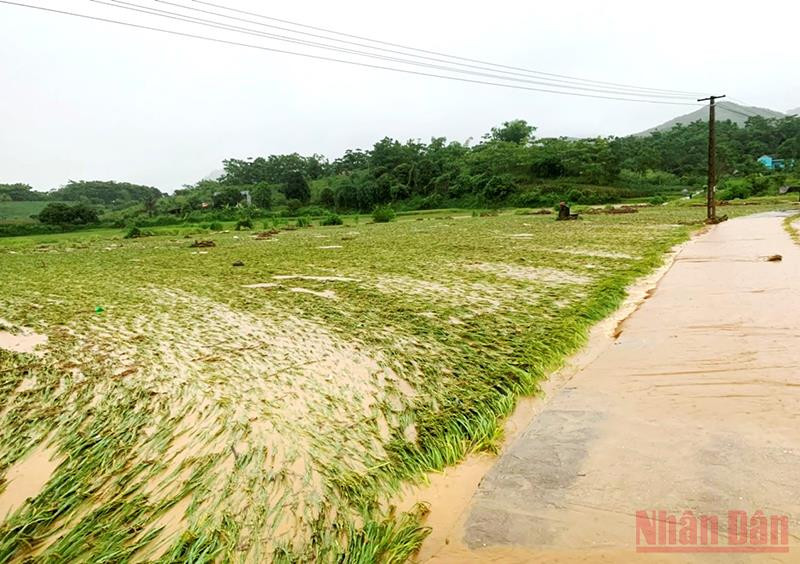 Mưa lớn gây ngập úng hơn 70ha lúa của người dân huyện Bảo Yên (Lào Cai). Mưa lớn gây sạt lở và ngập úng nặng ở Lào Cai -1