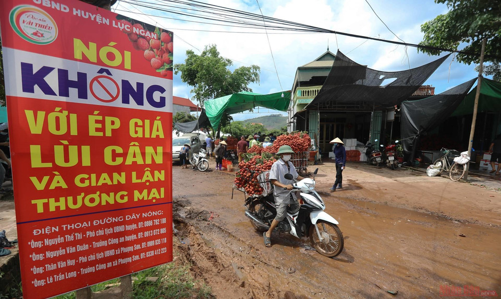 Rực rỡ sắc đỏ tại "vương quốc" vải thiều Bắc Giang ảnh 25 26_vai_thieu_bac_giang-1623834783592.jpeg