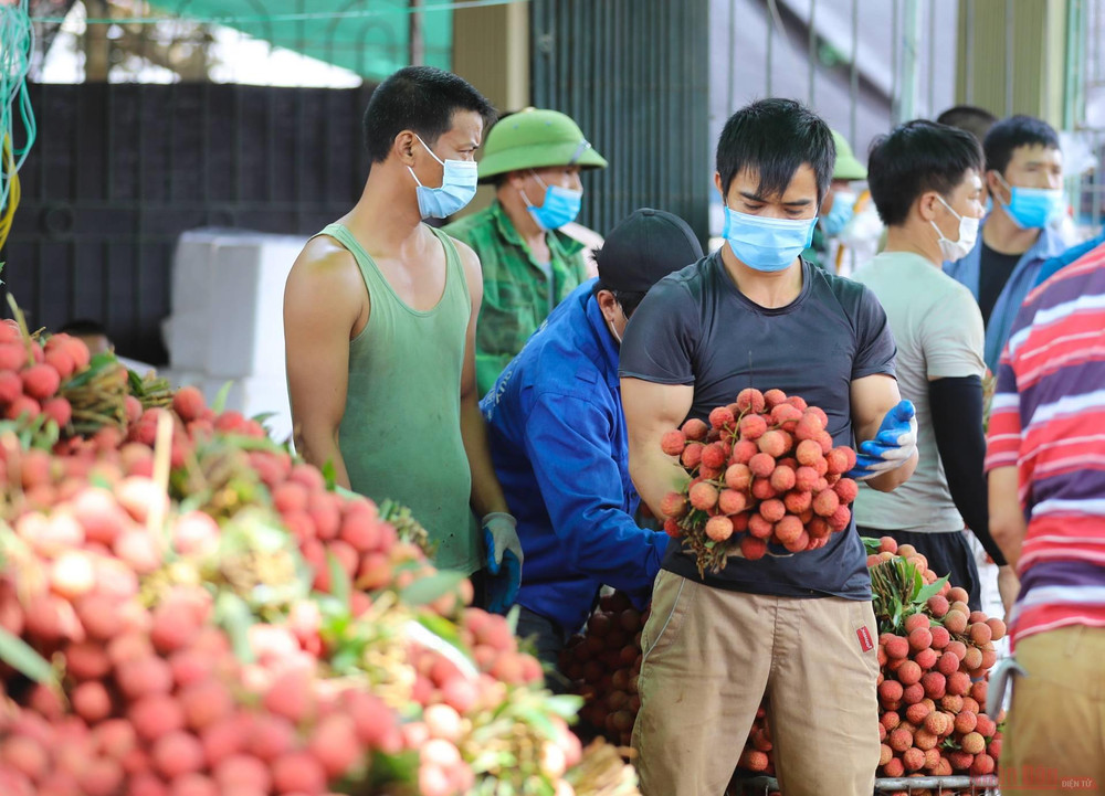 Rực rỡ sắc đỏ tại "vương quốc" vải thiều Bắc Giang ảnh 24 25_vai_thieu_bac_giang-1623834782447.jpeg