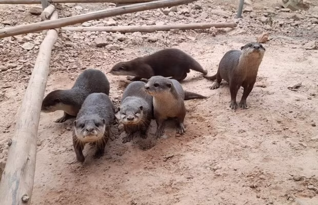 Ngày đa dạng sinh học 2022: Xây nền móng cho tương lai của sự sống -0