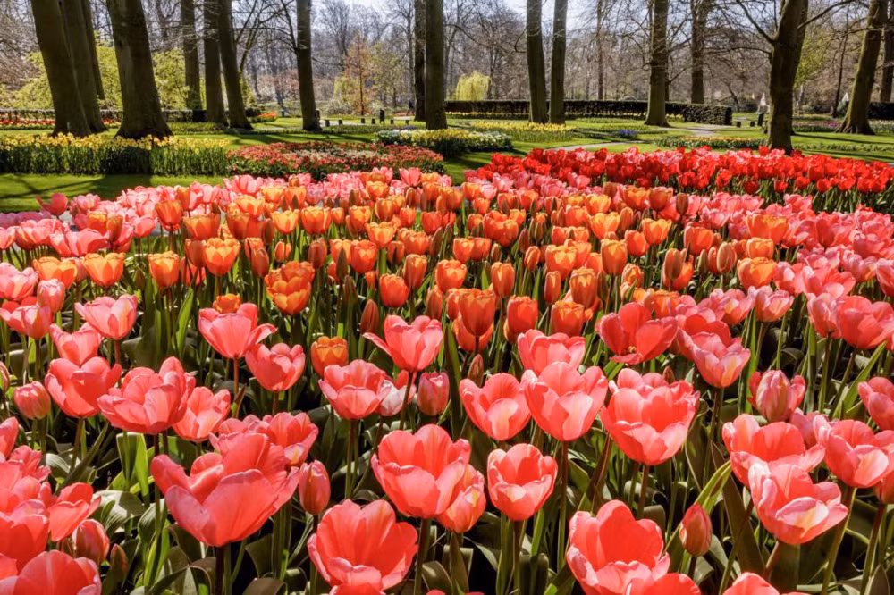 Hà Lan chào đón du khách vườn hoa nổi tiếng Keukenhof -0