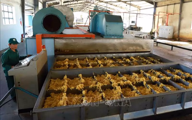 Dự báo nhu cầu nhập khẩu cao su của Nga từ Việt Nam sẽ còn tăng mạnh trong thời gian tới. (Ảnh: Vũ Sinh/TTXVN)