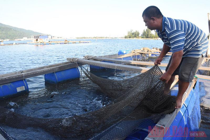 Khu vực lồng bè đầu tư tiền tỷ của ngư dân Huỳnh Bá Nam. Một ngày trên vịnh Mân Quang -0