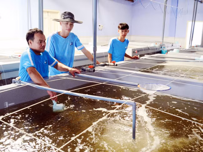 Sản xuất tôm giống chất lượng cao tại Công ty cổ phần đầu tư S6, huyện Ninh Hải (Ninh Thuận). Ảnh: BẢO THƯƠNG