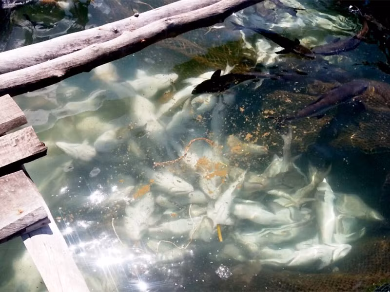 Cá nuôi bè chết ở xã Hòn Tre, huyện Kiên Hải.