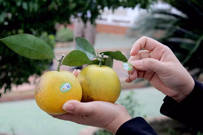 Dán tem truy xuất nguồn gốc cam Vinh tại Quỳ Hợp. Ảnh: Quang An