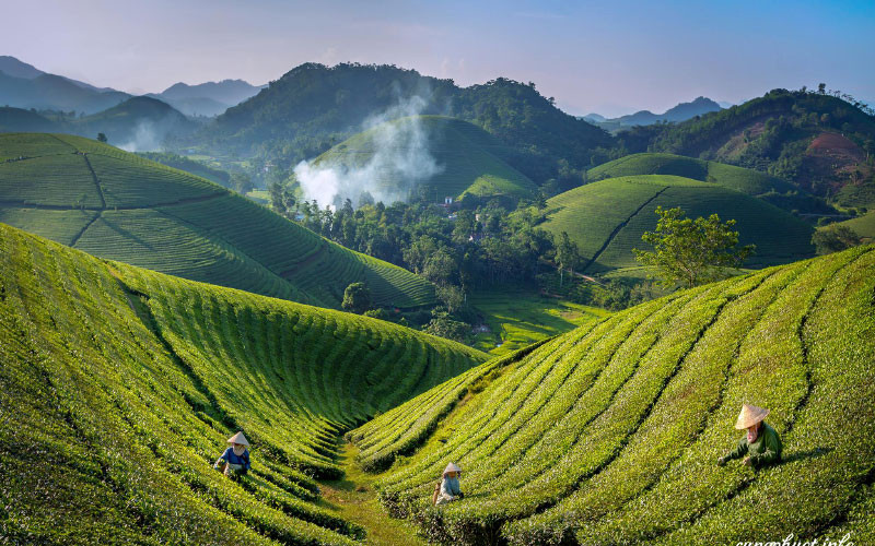 Đồi chè Long Cốc là điểm đến yêu thích của các bạn trẻ mỗi dịp cuối tuần (Ảnh: Cungphuot.info) 5 địa điểm du lịch khi đến Phú Thọ -0