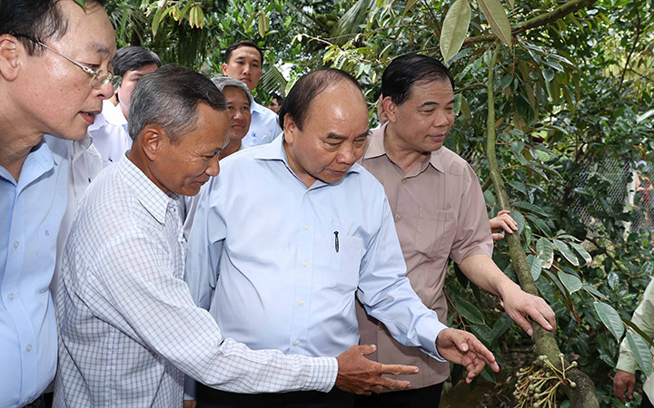 Thủ tướng Nguyễn Xuân Phúc thăm mô hình chuyển đổi sản xuất cây nông nghiệp chuyên trồng sầu riêng tại gia đình ông Mai Văn Âu, xã Hiệp Đức, huyện Cai Lậy, tỉnh Tiền Giang. Ảnh: THỐNG NHẤT (TTXVN)