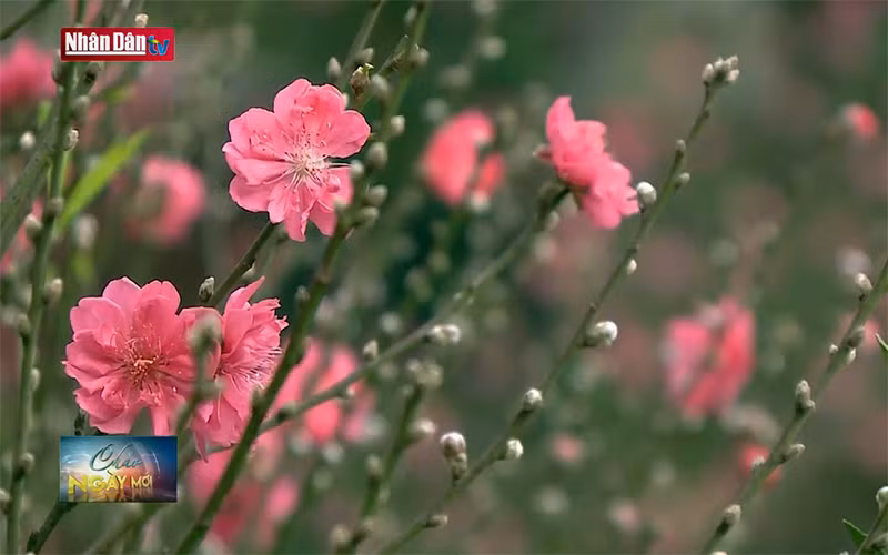 Đào Tết rộn ràng xuống phố