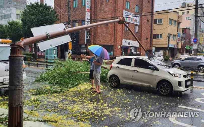 Gió mạnh quật đổ đèn đường và cây tại Changwon, Nam Gyeongsang. (Ảnh: Yonhap) Bão Haishen gây nhiều thiệt hại tại Nhật Bản và Hàn Quốc -0