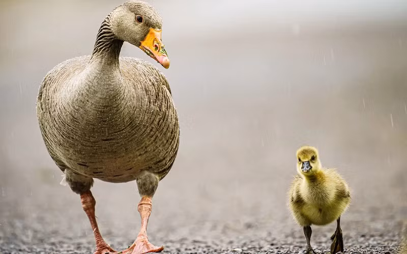 Những bức ảnh ấn tượng về động vật hoang dã trong tuần