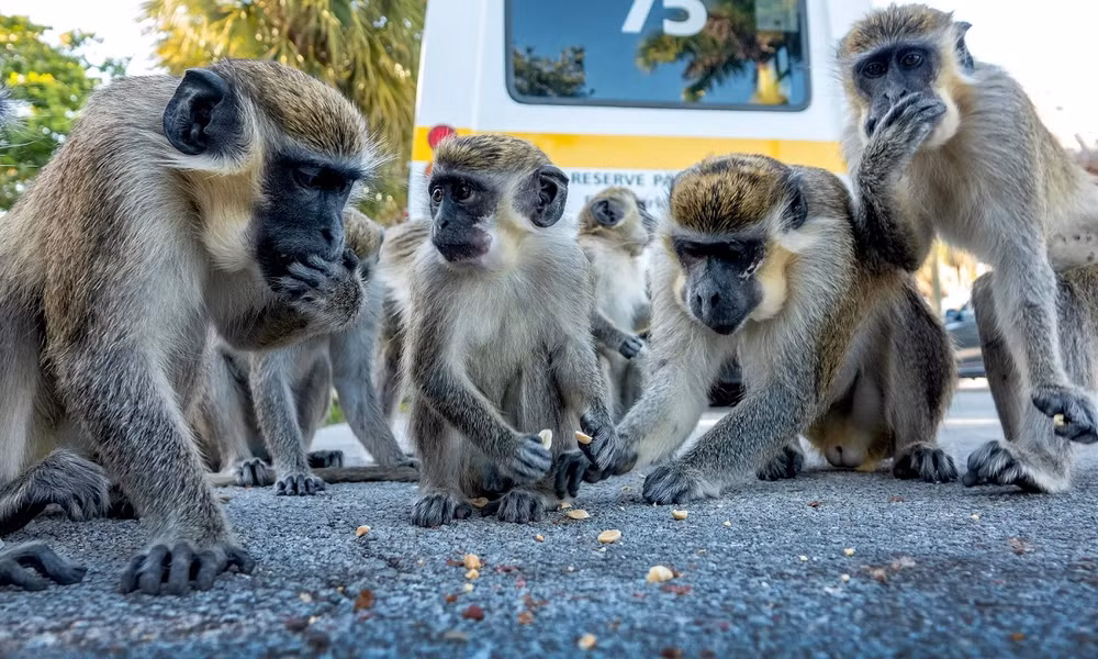 Những bức ảnh ấn tượng về động vật hoang dã trong tuần -0