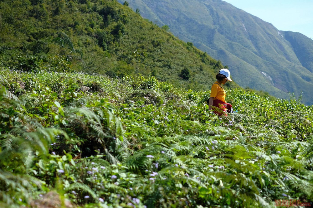 Mất chừng hơn một tiếng ban đầu cho đoàn làm quen dần với những con dốc vừa phải, đi xuyên những đồng cỏ, nương chè, sự thay đổi độ cao cũng như địa hình là chưa đáng kể. 4_Ta_Chi_Nhu-1613380635693.jpg