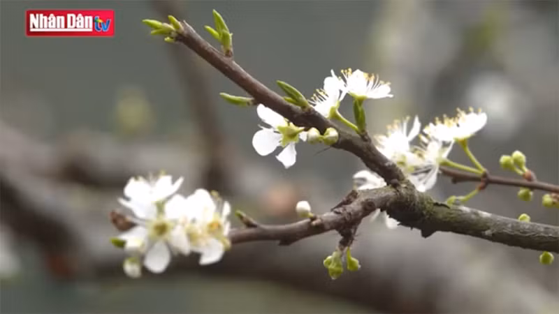 Về Mộc Châu nghe tiếng khèn gọi Xuân